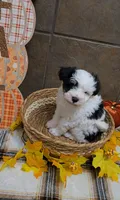 Pistachio, a male Bichon Frise and Miniature Schnauzer for sale in Mobile, AL – 2 of 9