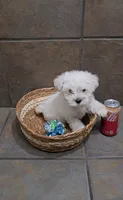 Frost- Toy sized, a male Bichon Frise and Miniature Schnauzer for sale in Mobile, AL – 2 of 5