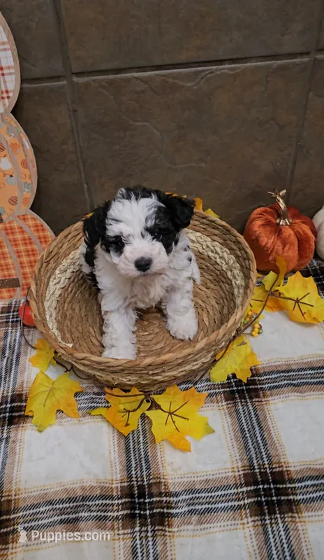 Hazelnut – Bichon Frise, Miniature Schnauzer puppy for sale in Mobile, AL