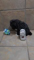 Tundra- Small mini, a female Bichon Frise and Miniature Schnauzer for sale in Mobile, AL – 5 of 5