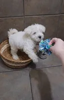 Everest- Small mini, a male Bichon Frise and Miniature Schnauzer for sale in Mobile, AL – 3 of 5