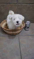 Everest- Small mini, a male Bichon Frise and Miniature Schnauzer for sale in Mobile, AL – 5 of 5