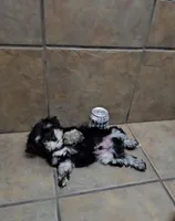 Honor- Small mini, a male Bichon Frise and Miniature Schnauzer for sale in Mobile, AL – 2 of 5