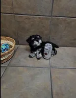 Honor- Small mini, a male Bichon Frise and Miniature Schnauzer for sale in Mobile, AL – 4 of 5