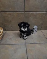 Honor- Small mini, a male Bichon Frise and Miniature Schnauzer for sale in Mobile, AL – 5 of 5