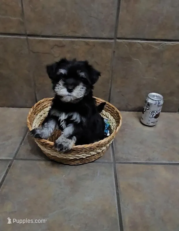 Honor- Small mini – Bichon Frise, Miniature Schnauzer puppy for sale in Mobile, AL