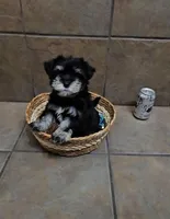 Honor- Small mini, a male Bichon Frise and Miniature Schnauzer for sale in Mobile, AL – 1 of 5