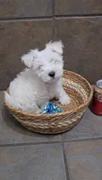 Blizzard- Toy sized, a male Bichon Frise and Miniature Schnauzer for sale in Mobile, AL – 3 of 5