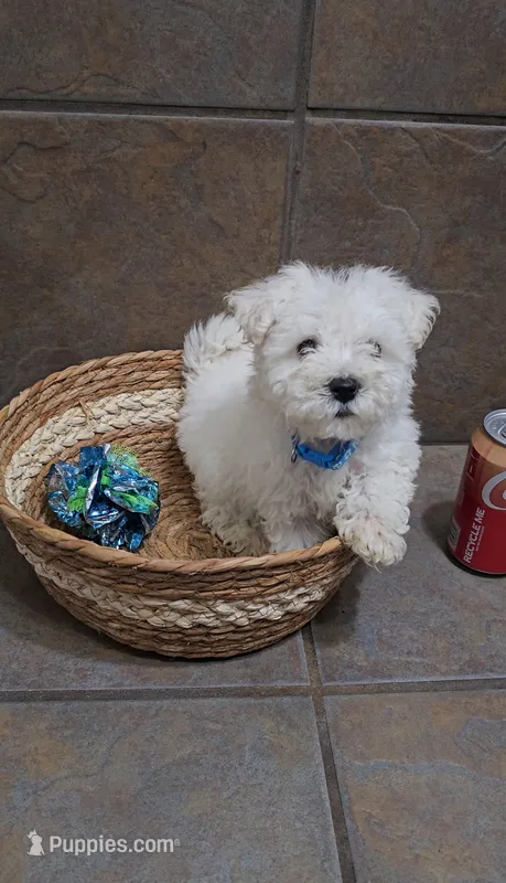 Boreal- Toy sized – Bichon Frise, Miniature Schnauzer puppy for sale in Mobile, AL