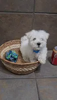 Boreal- Toy sized, a male Bichon Frise and Miniature Schnauzer for sale in Mobile, AL – 1 of 4