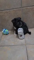 Tundra- Small mini, a female Bichon Frise and Miniature Schnauzer for sale in Mobile, AL – 4 of 5