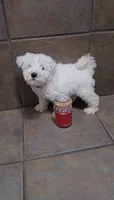 Everest- Small mini, a male Bichon Frise and Miniature Schnauzer for sale in Mobile, AL – 2 of 5