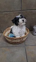 Cherish- Toy sized, a female Bichon Frise and Miniature Schnauzer for sale in Mobile, AL – 3 of 4