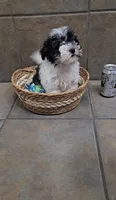 Cherish- Toy sized, a female Bichon Frise and Miniature Schnauzer for sale in Mobile, AL – 4 of 4