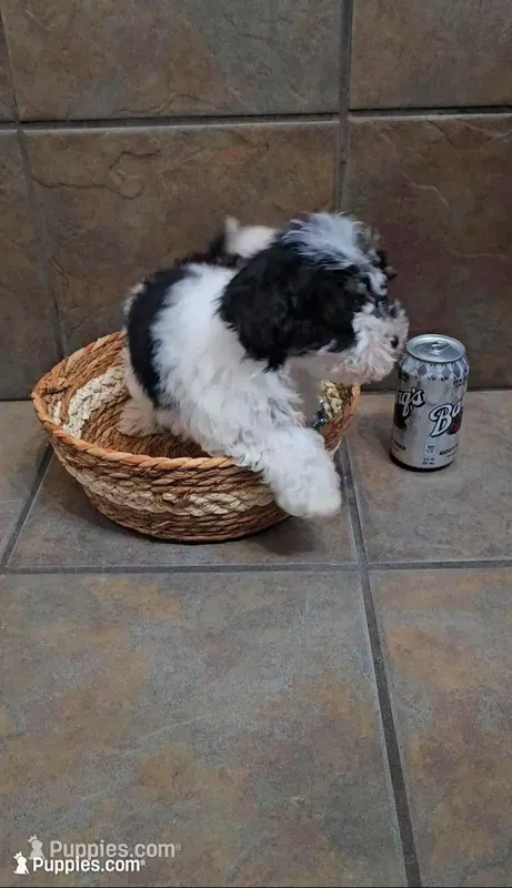 Cherish- Toy sized – Bichon Frise, Miniature Schnauzer puppy for sale in Mobile, AL