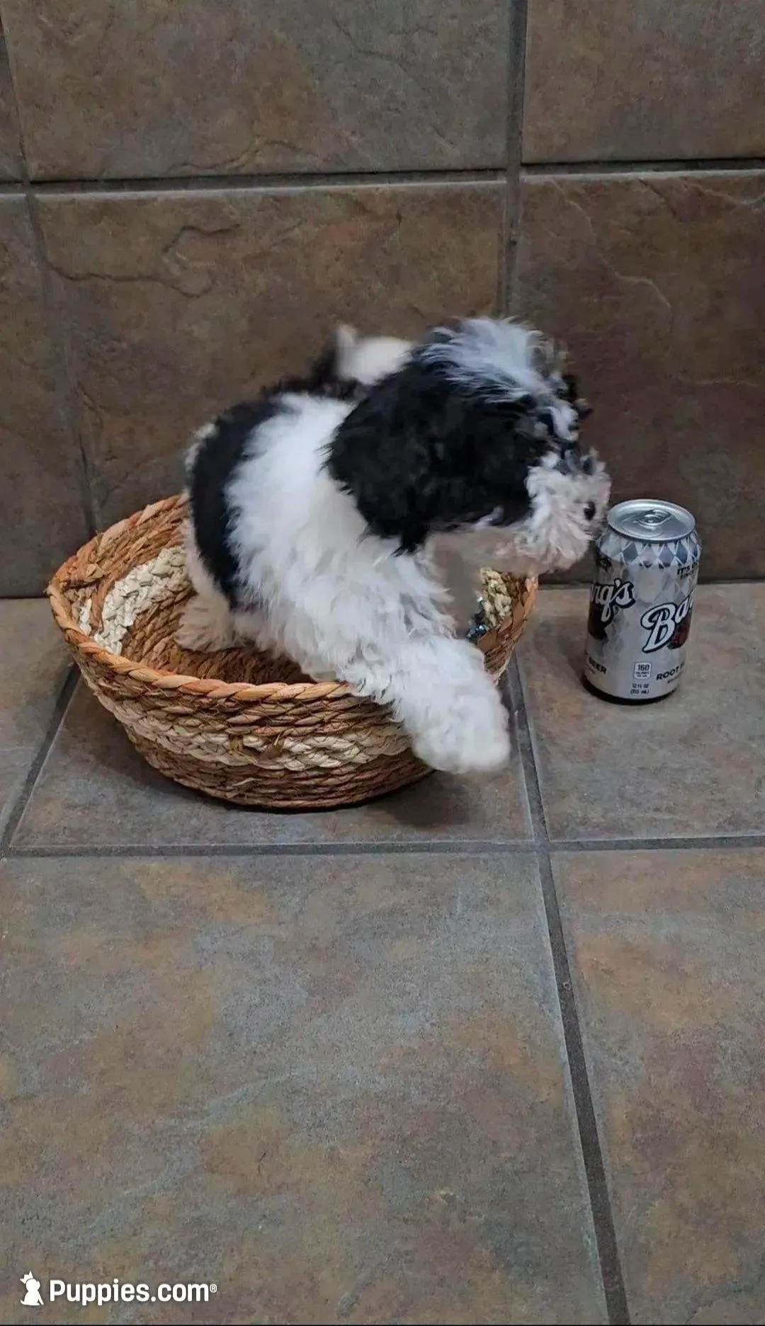 Cherish- Toy sized, a female Bichon Frise and Miniature Schnauzer for sale in Mobile, AL – 1 of 4