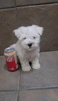Boreal- Toy sized, a male Bichon Frise and Miniature Schnauzer for sale in Mobile, AL – 3 of 4