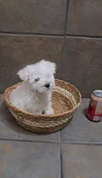 Boreal- Toy sized, a male Bichon Frise and Miniature Schnauzer for sale in Mobile, AL – 4 of 4