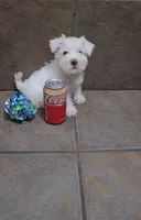 Arctic- Small mini, a male Bichon Frise and Miniature Schnauzer for sale in Mobile, AL – 2 of 4