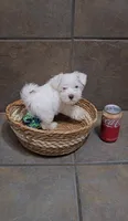 Arctic- Small mini, a male Bichon Frise and Miniature Schnauzer for sale in Mobile, AL – 3 of 4