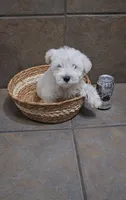 Everest- Small mini, a male Bichon Frise and Miniature Schnauzer for sale in Mobile, AL – 4 of 5