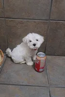 Frost- Toy sized, a male Bichon Frise and Miniature Schnauzer for sale in Mobile, AL – 4 of 5