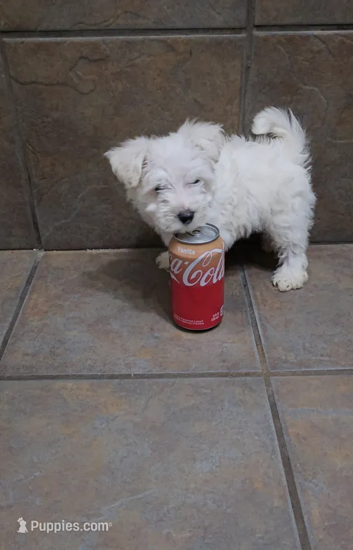 Blizzard- Toy sized – Bichon Frise, Miniature Schnauzer puppy for sale in Mobile, AL
