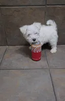 Blizzard- Toy sized, a male Bichon Frise and Miniature Schnauzer for sale in Mobile, AL – 1 of 5