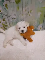 Marlow, a male Bichon Frise and Miniature Schnauzer for sale in Mobile, AL – Photo 1 of 5