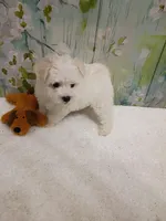 Marlow, a male Bichon Frise and Miniature Schnauzer for sale in Mobile, AL – Photo 2 of 5