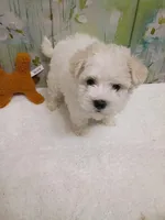 Marlow, a male Bichon Frise and Miniature Schnauzer for sale in Mobile, AL – Photo 4 of 5