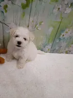 Marlow, a male Bichon Frise and Miniature Schnauzer for sale in Mobile, AL – Photo 3 of 5