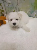 Marlow, a male Bichon Frise and Miniature Schnauzer for sale in Mobile, AL – Photo 5 of 5