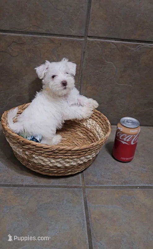 Arctic- Small mini – Bichon Frise, Miniature Schnauzer puppy for sale in Mobile, AL