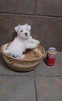 Arctic- Small mini, a male Bichon Frise and Miniature Schnauzer for sale in Mobile, AL – 1 of 4