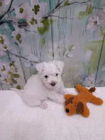Eden, a female Bichon Frise and Miniature Schnauzer for sale in Mobile, AL – Photo 1 of 4