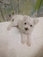 Eden, a female Bichon Frise and Miniature Schnauzer for sale in Mobile, AL – Photo 2 of 4