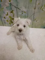 Eden, a female Bichon Frise and Miniature Schnauzer for sale in Mobile, AL – Photo 4 of 4