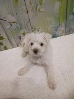 Eden, a female Bichon Frise and Miniature Schnauzer for sale in Mobile, AL – Photo 3 of 4