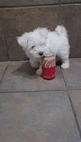 Blizzard- Toy sized, a male Bichon Frise and Miniature Schnauzer for sale in Mobile, AL – 4 of 5