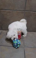 Frost- Toy sized, a male Bichon Frise and Miniature Schnauzer for sale in Mobile, AL – 5 of 5