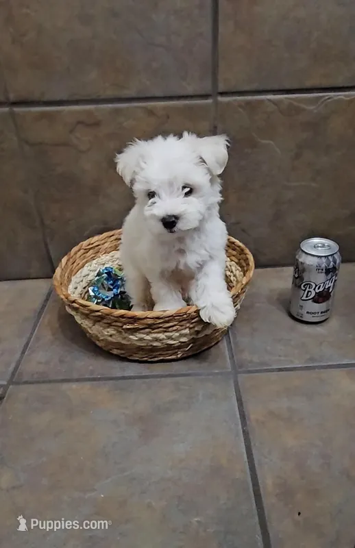 Adora- Toy sized – Bichon Frise, Miniature Schnauzer puppy for sale in Mobile, AL