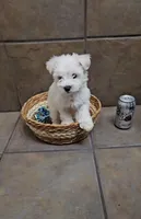 Adora- Toy sized, a female Bichon Frise and Miniature Schnauzer for sale in Mobile, AL – 1 of 4