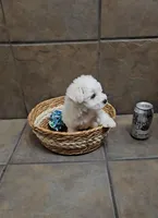 Adora- Toy sized, a female Bichon Frise and Miniature Schnauzer for sale in Mobile, AL – 4 of 4