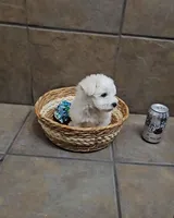 Adora- Toy sized, a female Bichon Frise and Miniature Schnauzer for sale in Mobile, AL – 3 of 4