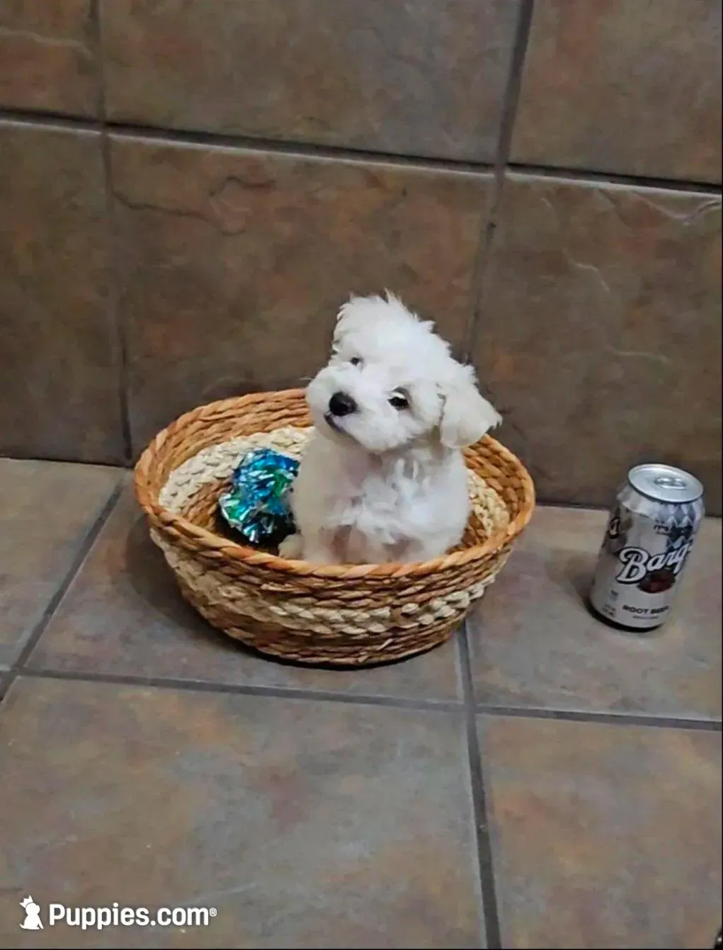 Adora- Toy sized, a female Bichon Frise and Miniature Schnauzer for sale in Mobile, AL – 2 of 4