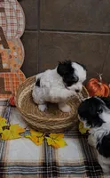 Pistachio, a male Bichon Frise and Miniature Schnauzer for sale in Mobile, AL – 3 of 9