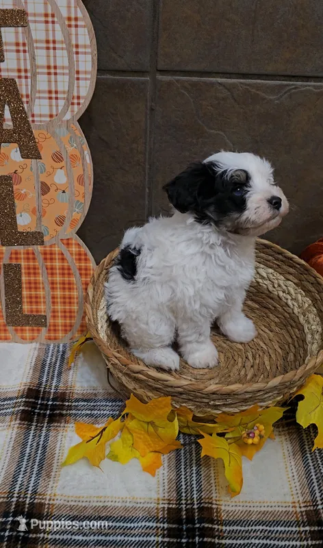 Pistachio – Bichon Frise, Miniature Schnauzer puppy for sale in Mobile, AL
