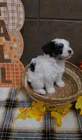Pistachio, a male Bichon Frise and Miniature Schnauzer for sale in Mobile, AL – 1 of 9