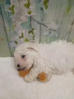 Charming, a male Bichon Frise and Miniature Schnauzer for sale in Mobile, AL – Photo 6 of 7